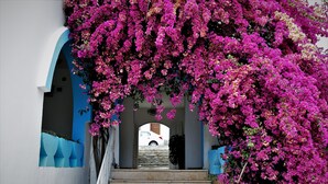 A staircase leading to a doorway, surrounded by vibrant pink flowers. - Palma Hotel (Bodrum)