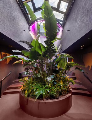 Steam room, body treatments, mud baths, deep-tissue massages - The Mandrake (London)