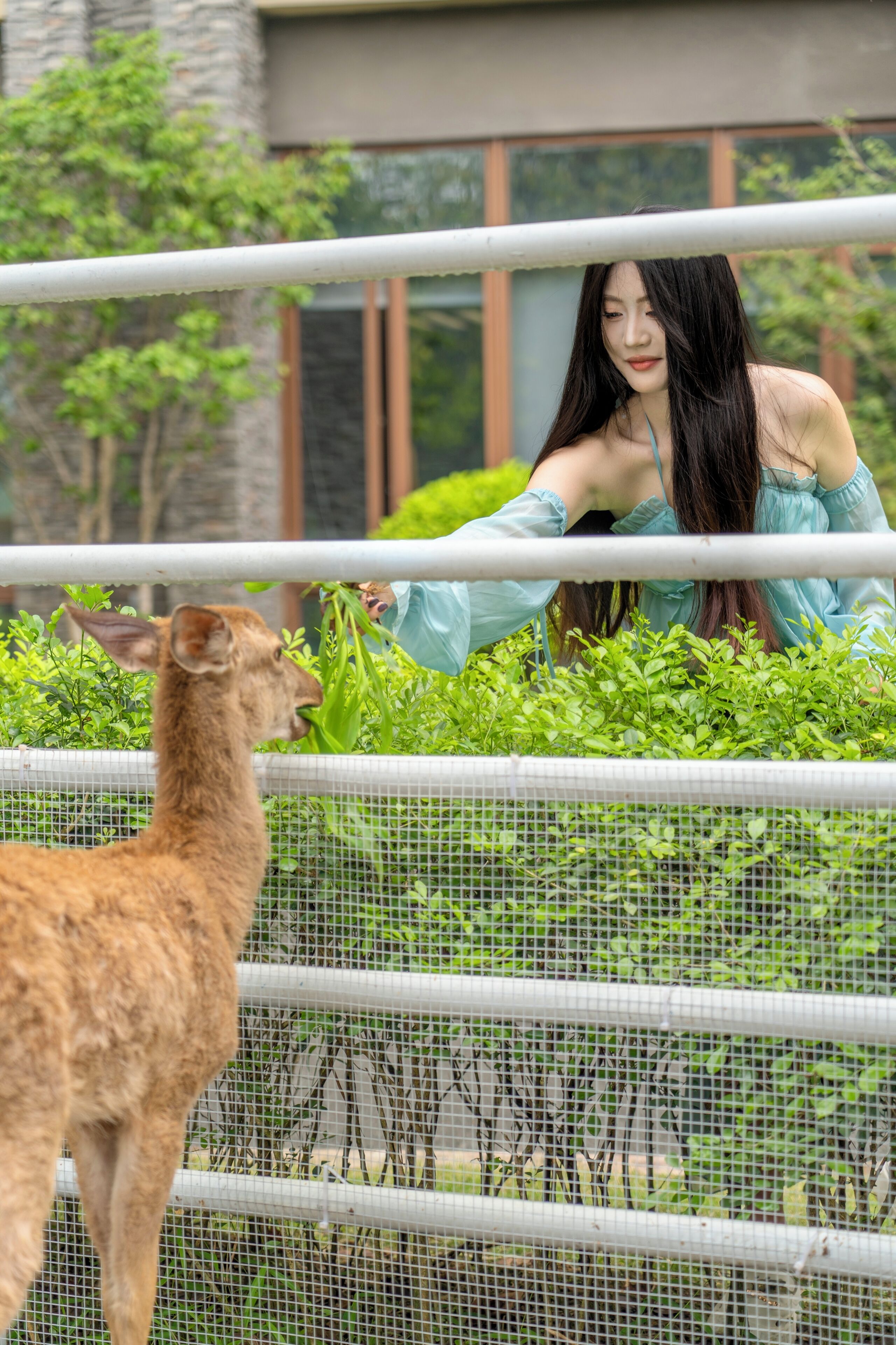A person interacting with a deer through a fence in a natural setting.