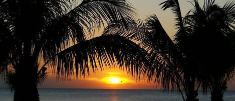 Un coucher de soleil sur une plage, avec des palmiers se découpant en silhouette sur le ciel.