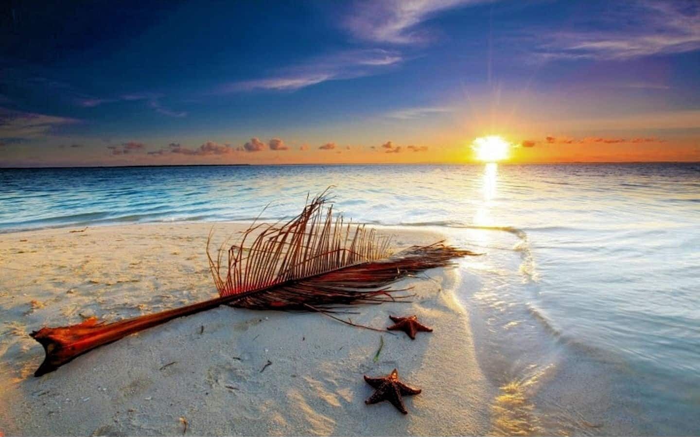 Escena de playa con una pluma y una estrella de mar en la arena, y el sol poniéndose sobre el agua.