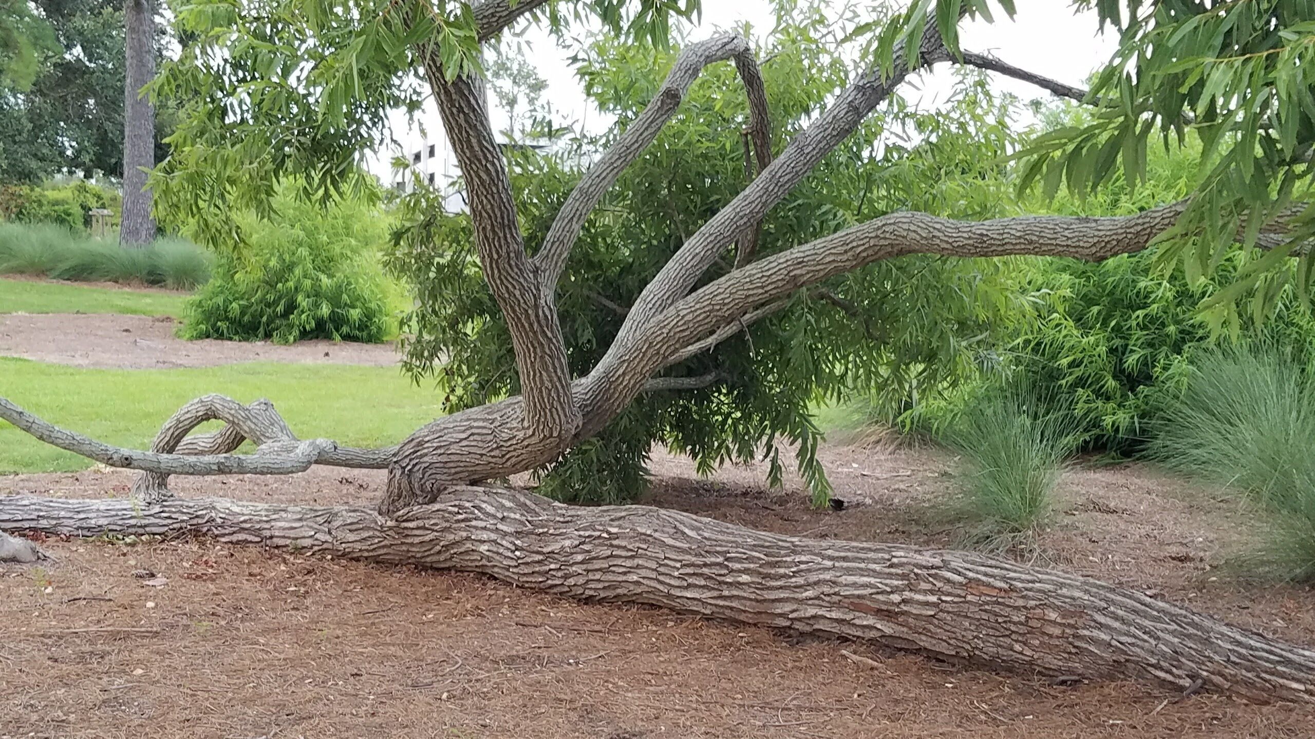 A large, twisted tree trunk in a landscaped area with grass and other greenery.