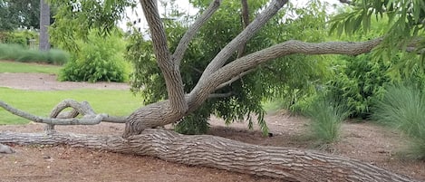 A large, twisted tree trunk in a landscaped area with grass and other greenery.