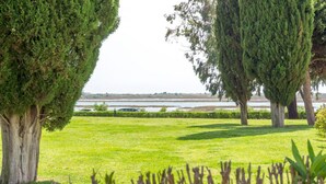 Une zone verdoyante bien entretenue, avec des arbres adultes et une vue sur une étendue d’eau au loin.