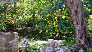 A garden with a stone bench, a decorative stone planter with a fruit-like design, and a tree with yellow fruits. - Farm holidays with pool in Sicily, among the Nebrodi's park and close to the sea (Rocca di Capri Leone)