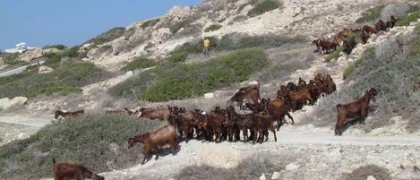 A herd of cattle on a rocky hillside with sparse vegetation.
