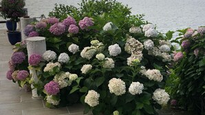 Un jardín con arbustos de hortensia a lo largo de un sendero de piedra junto a un lago.