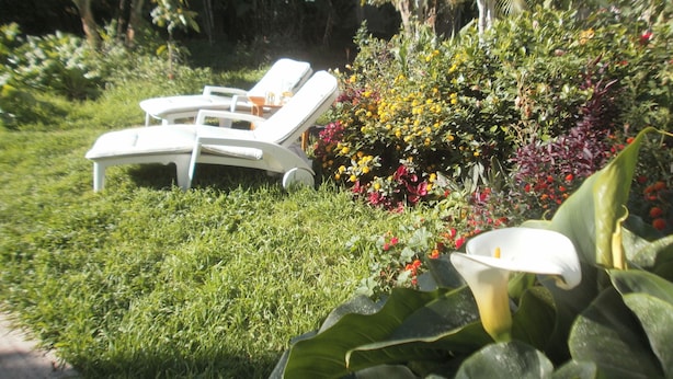 A garden with a pool, lounge chairs, and various plants. - Traditional Canarian Finca in Las Lajas, Icod de los Vinos, 4 persons (Icod de los Vinos)