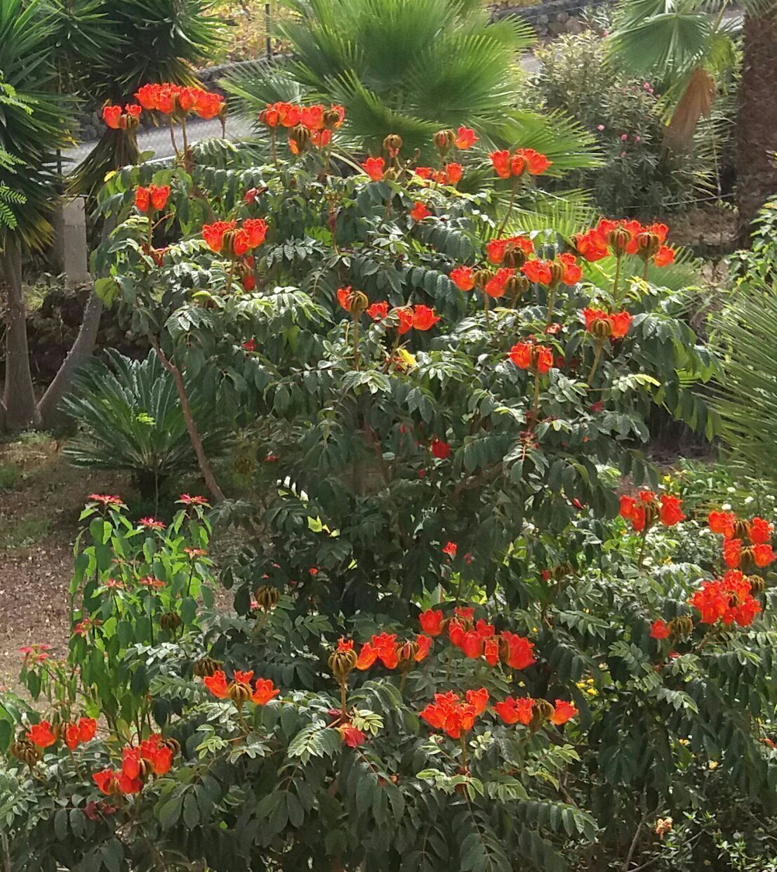 Un jardin où l’on trouve une grande variété de plantes et d’arbres, notamment un arbuste remarquable aux fleurs rouges.