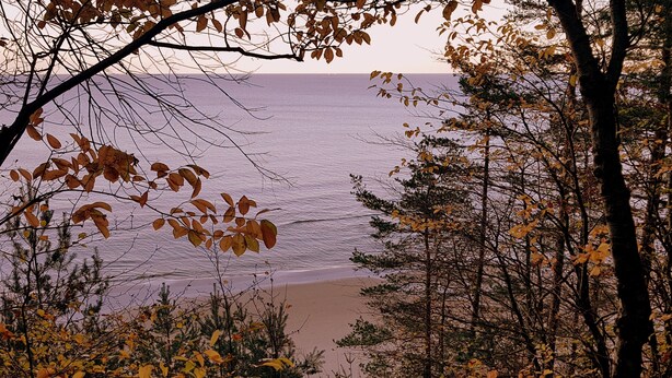 Une plage avec des arbres au premier plan et l’océan en arrière-plan.