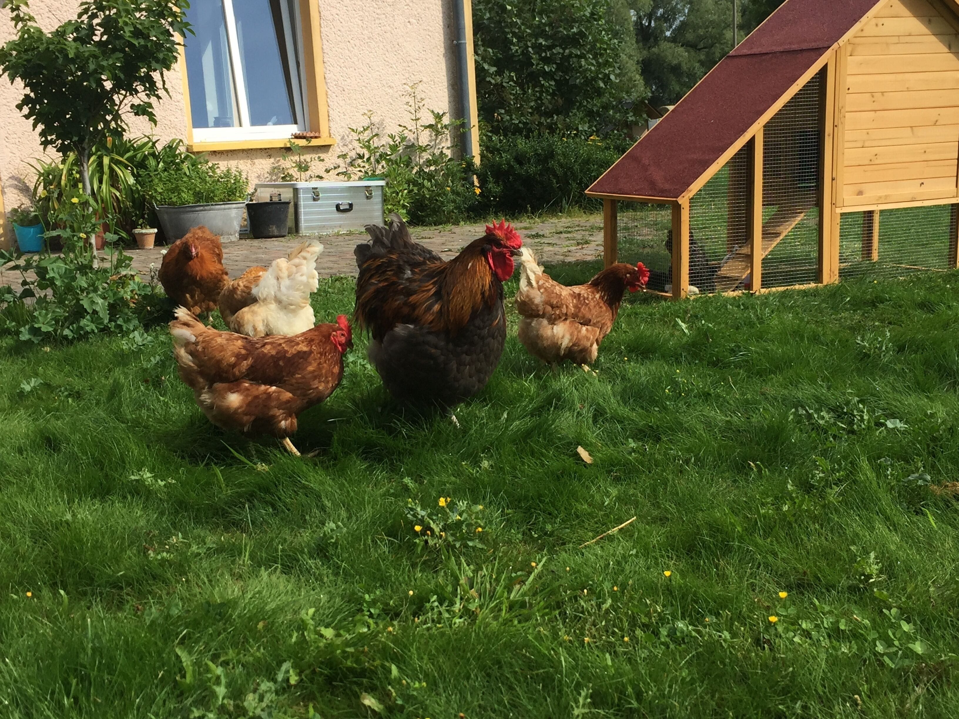 Eine Gruppe Hühner auf einer Wiese mit einem hölzernen Hühnerstall und einem Haus im Hintergrund.