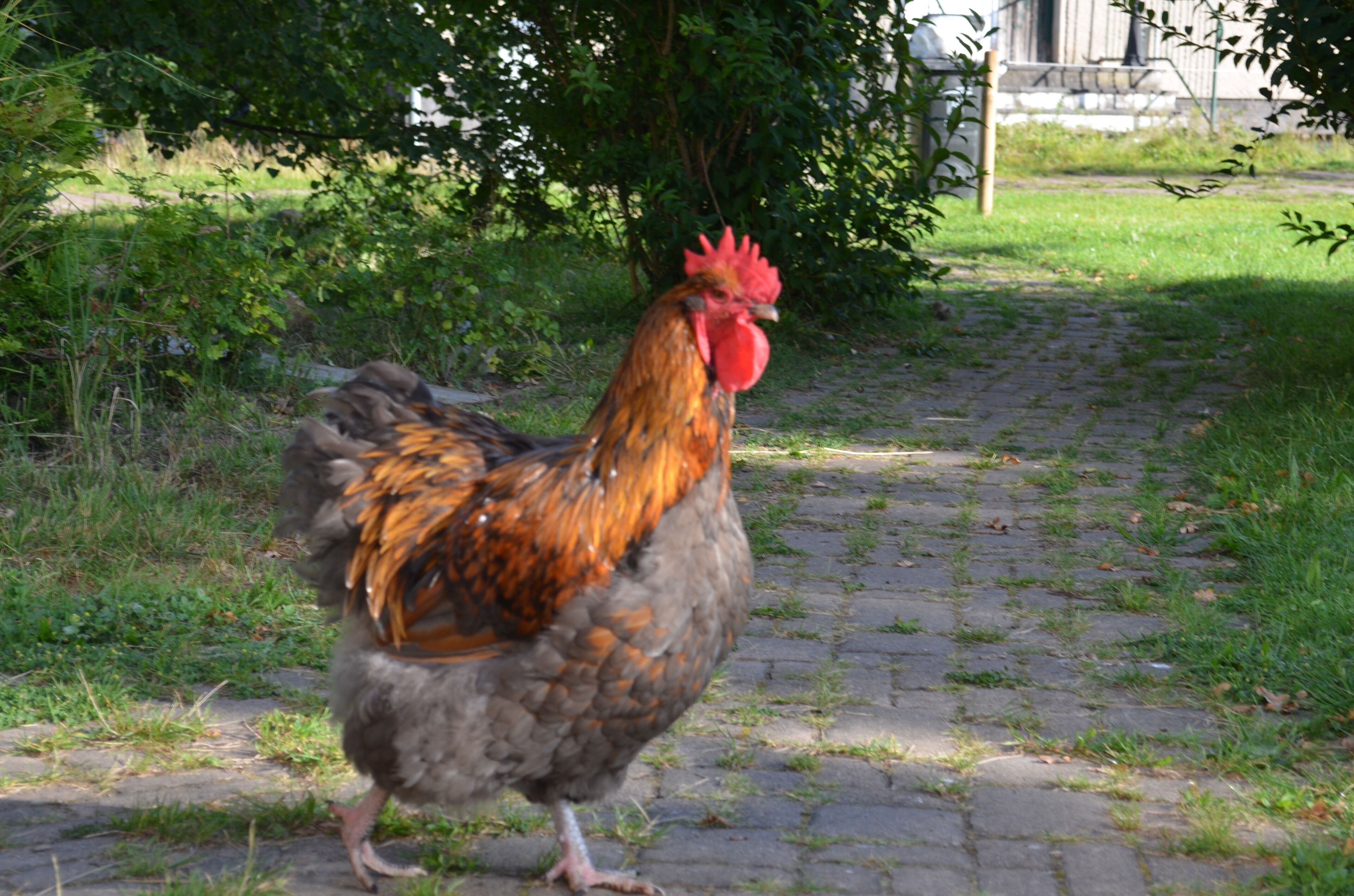 Ein Huhn schlendert auf einem Kopfsteinpflasterweg, umgeben von viel Grün.