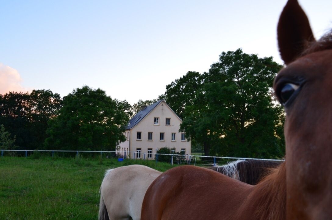 Un cheval dans un champ, avec une maison en arrière-plan.