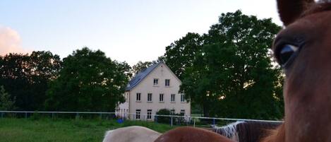 Un cheval dans un champ, avec une maison en arrière-plan.