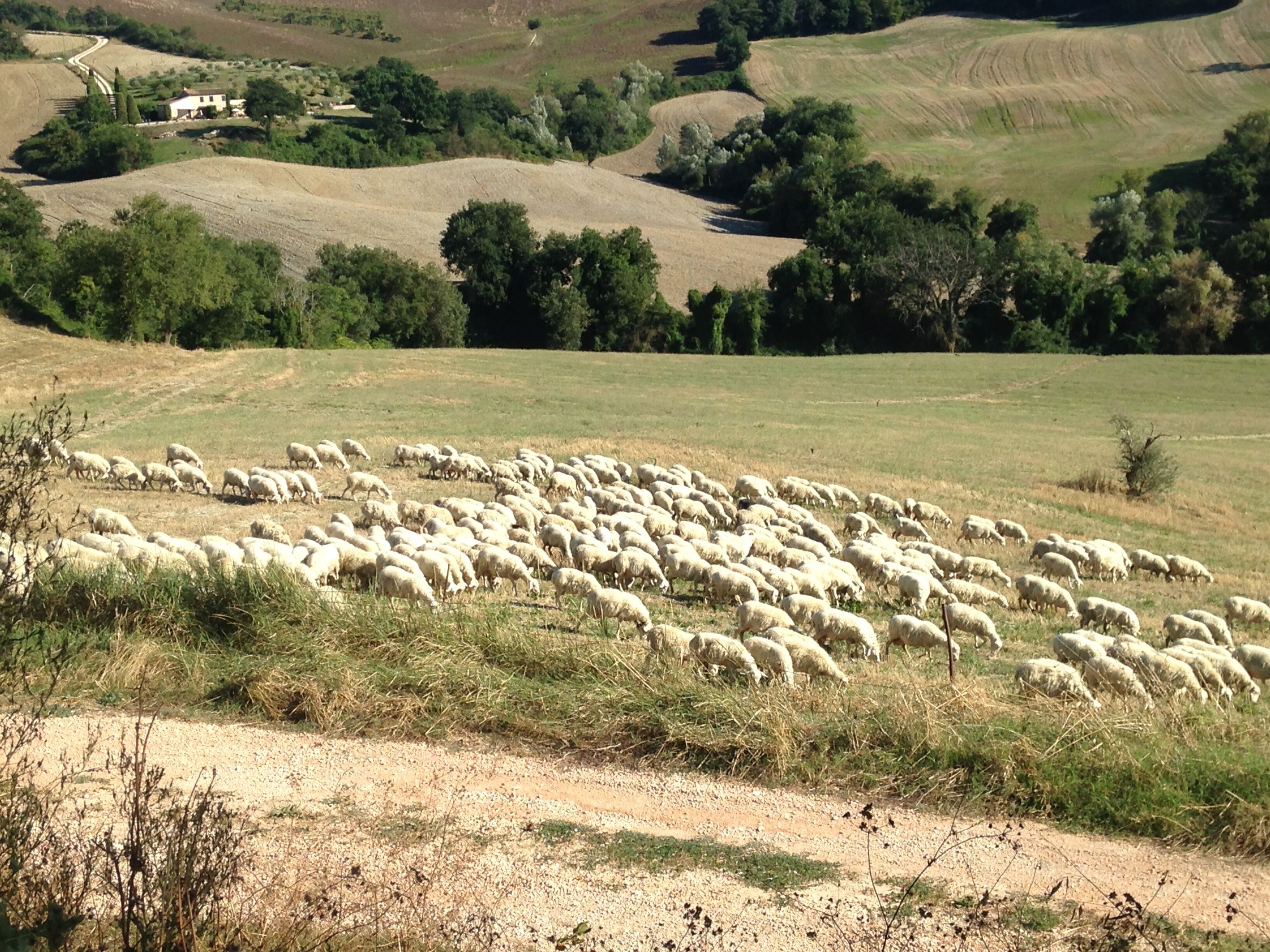 Paisaje rural con un rebaño de ovejas pastando en un campo.