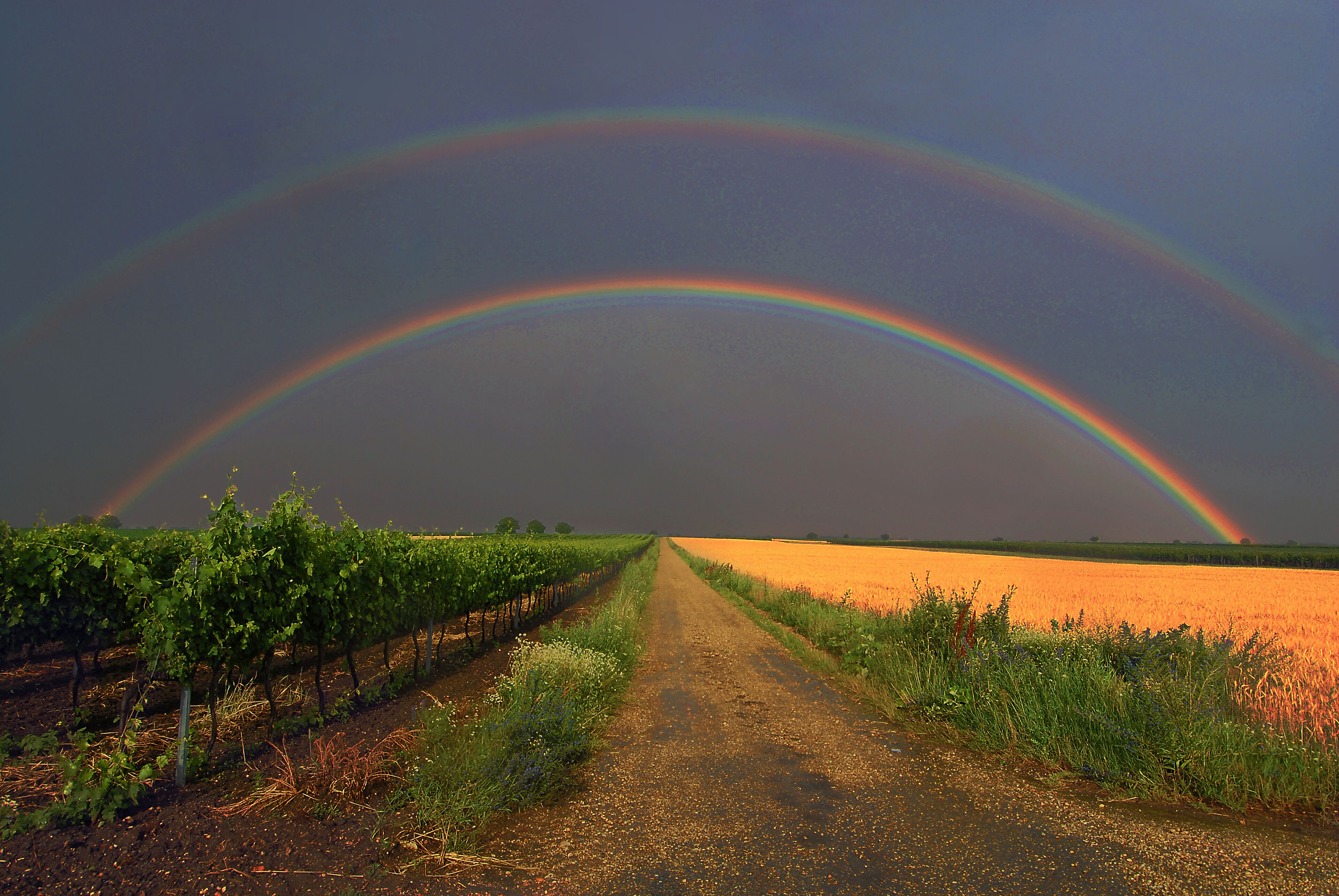 A rural landscape with a dirt road leading through vineyards under a rainbow.