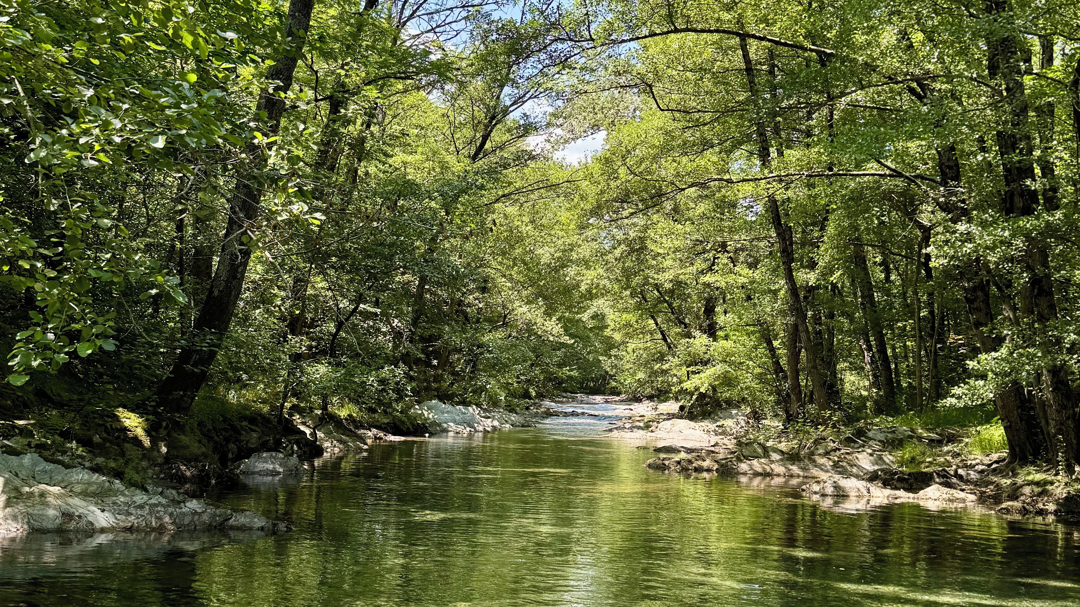Un río serpentea a través de una zona boscosa con árboles a ambos lados.