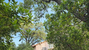 A rustic building with a staircase leading to a porch, surrounded by dense foliage. - Small pariadis, feet in the water, raised ground, 10pers! (Zonza)
