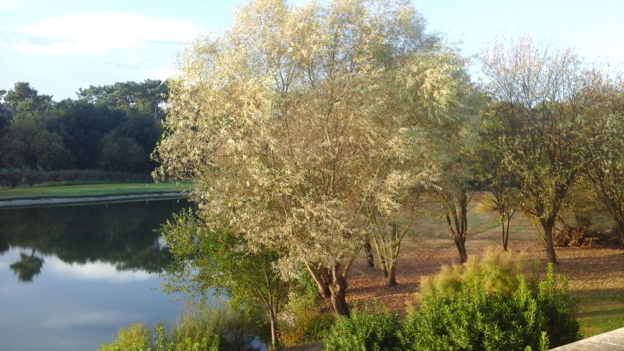 Un paysage paisible au bord d’un lac, avec des arbres et une étendue d’eau calme.