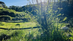 A lush green landscape with a wooden fence and a clear blue sky. - LITTLE QUIET CORNER FOR NATURE LOVERS ... (Olivese)