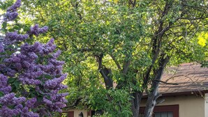 A house with a red door, a garden with a lawn, and a tree with purple flowers. - Perfect for two! Less than half mile from Yellowstone. 'Downtown' location. (Gardiner)