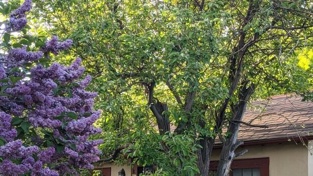 Ett hus med en röd dörr, en trädgård med en gräsmatta och ett träd med lila blommor.