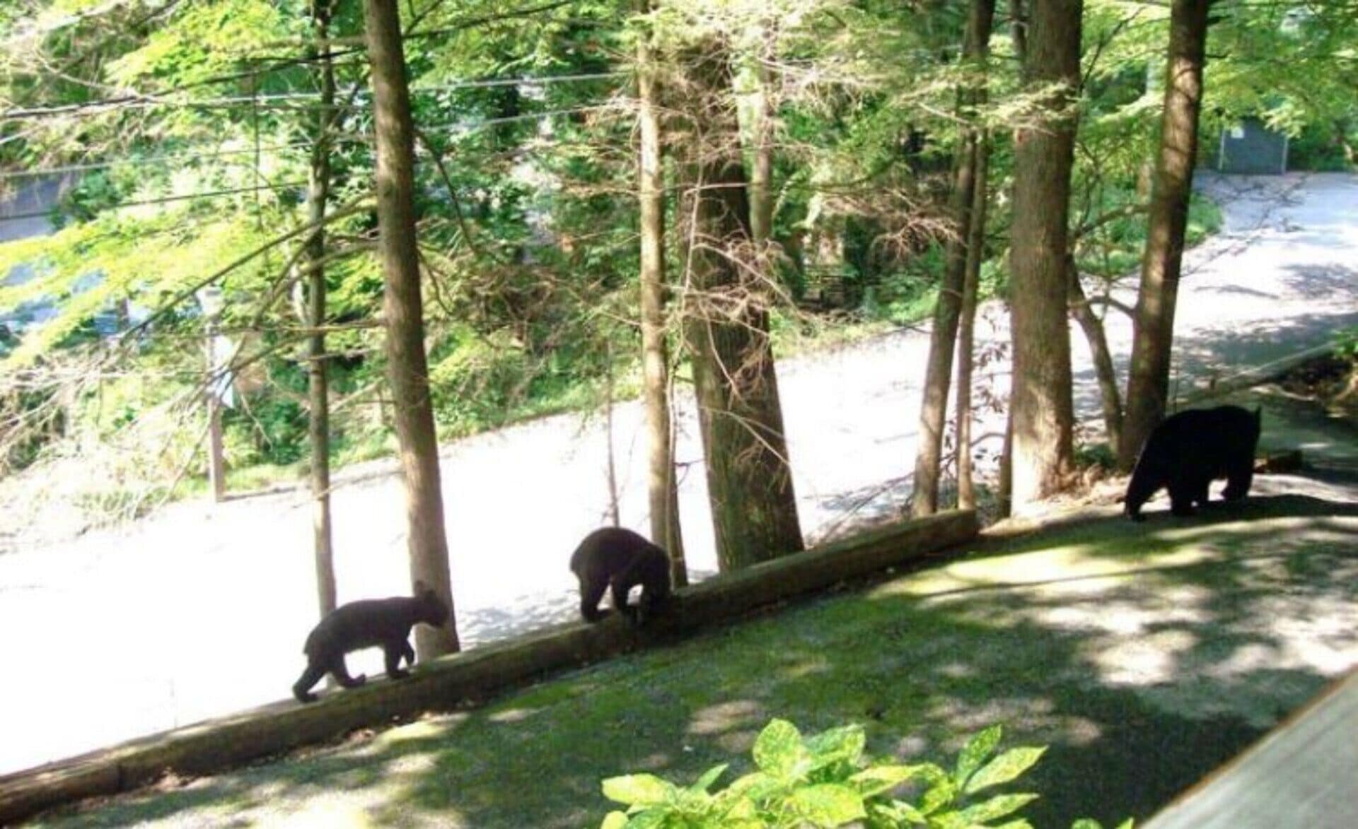 Ein Bär geht auf einem Pfad durch bewaldetes Gelände mit Bäumen und einem Zaun.