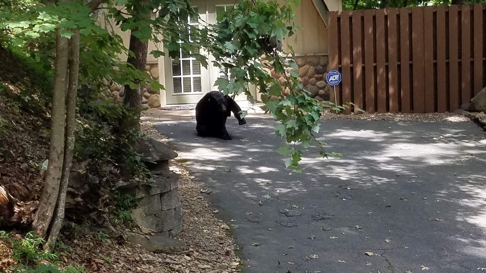 A black bear sitting on a paved driveway in a residential area with a wooden fence and a stone wall.