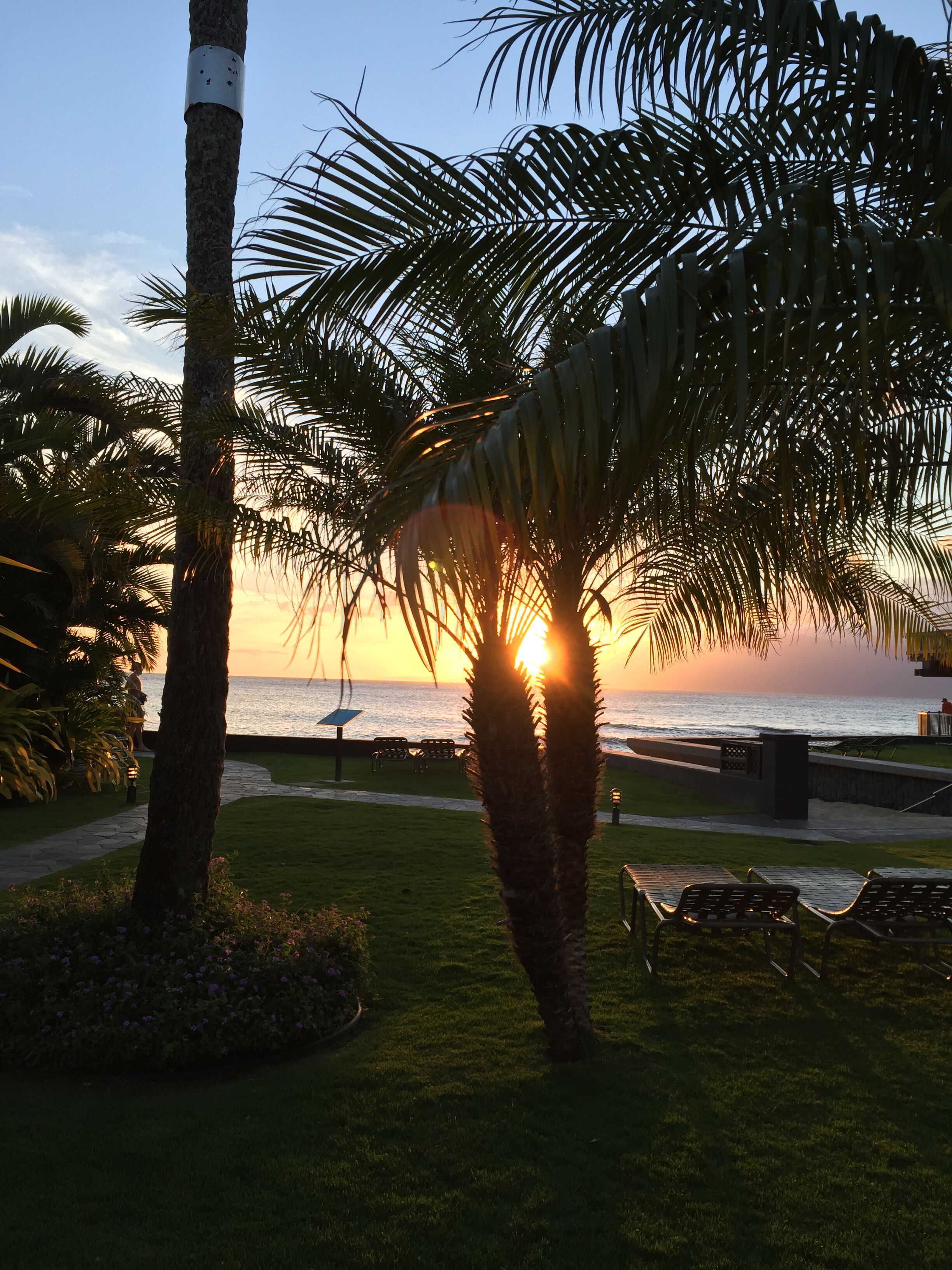 A sunset view with palm trees and a pathway leading to the beach.