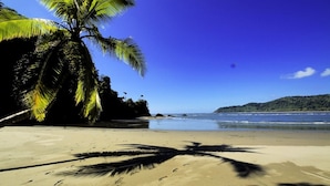 Ein Strand mit einer Palme, blauem Himmel und ruhiger See.