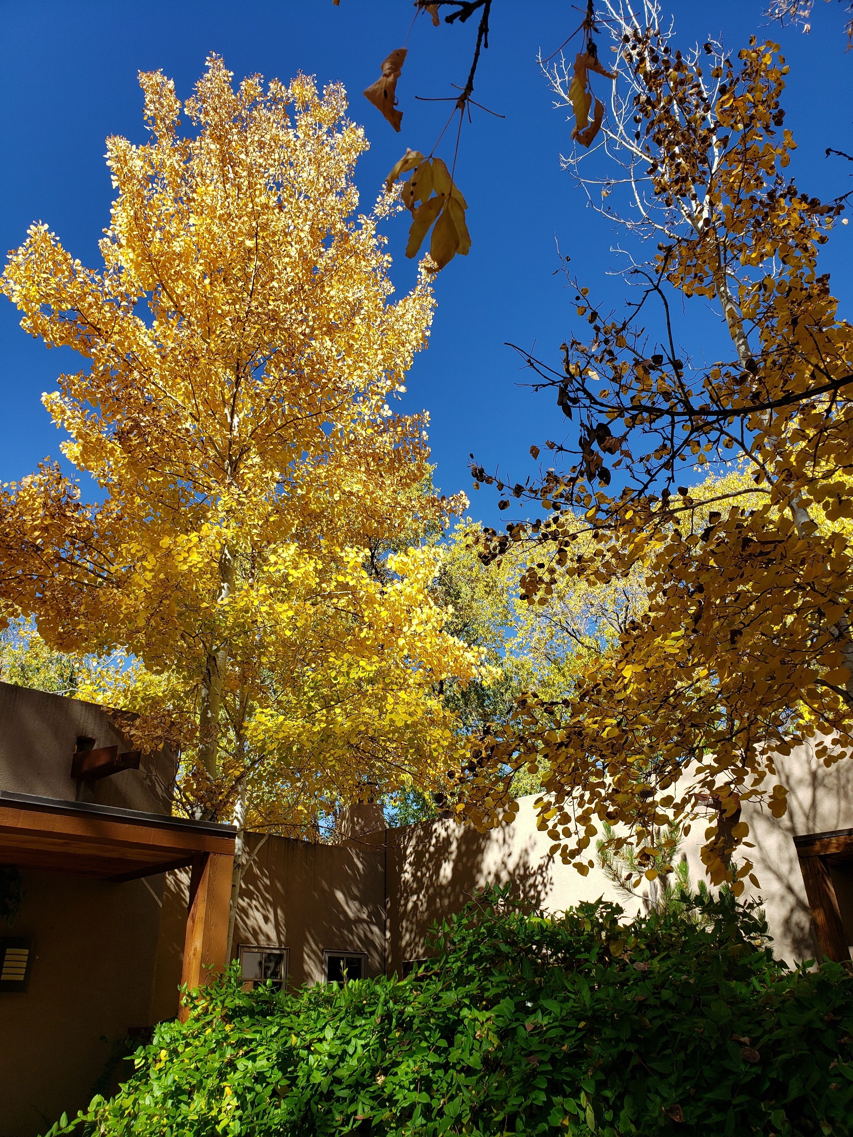 Un patio con un árbol grande mostrando hojas amarillas, una pérgola de madera y un edificio con fachada color crema.