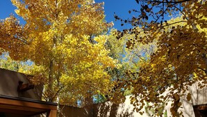 A courtyard with a large tree displaying yellow leaves, a wooden pergola, and a building with a beige facade.