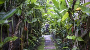 A stone pathway surrounded by lush tropical vegetation. - Murni's Villa Kelor (Ubud)