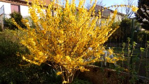 A garden with a yellow flowering tree, a stone wall, and a building with a red roof in the background. - Garden in town (Lyon)