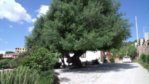 Ein gepflasterter Weg führt zu einem weißen Gebäude, im Vordergrund steht ein großer Baum.