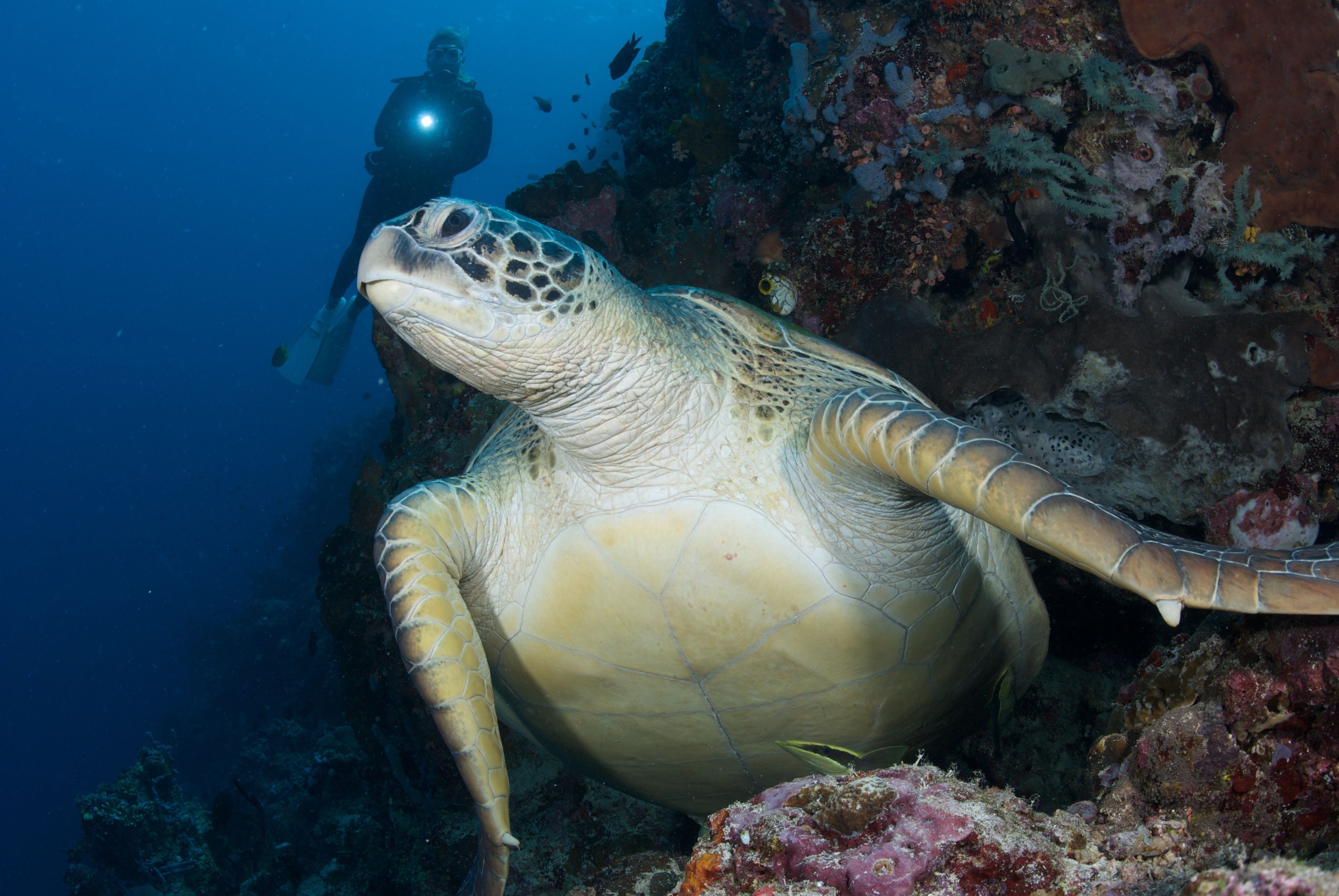Uma tartaruga marinha nada perto de um recife de coral, com um mergulhador ao fundo.