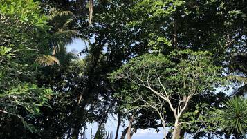 Alberca al aire libre, sombrillas en la alberca y camastros