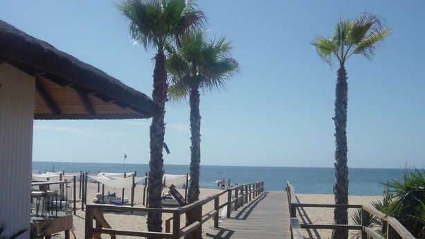 Una pasarela de madera que conduce a una playa con palmeras y una vista despejada del océano.