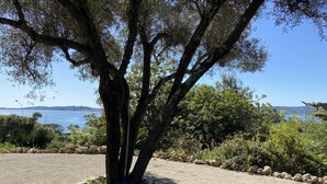 A tree with a gravel path and a rocky border. - Villa by the beach and with panoramic view on St Tropez (Grimaud)