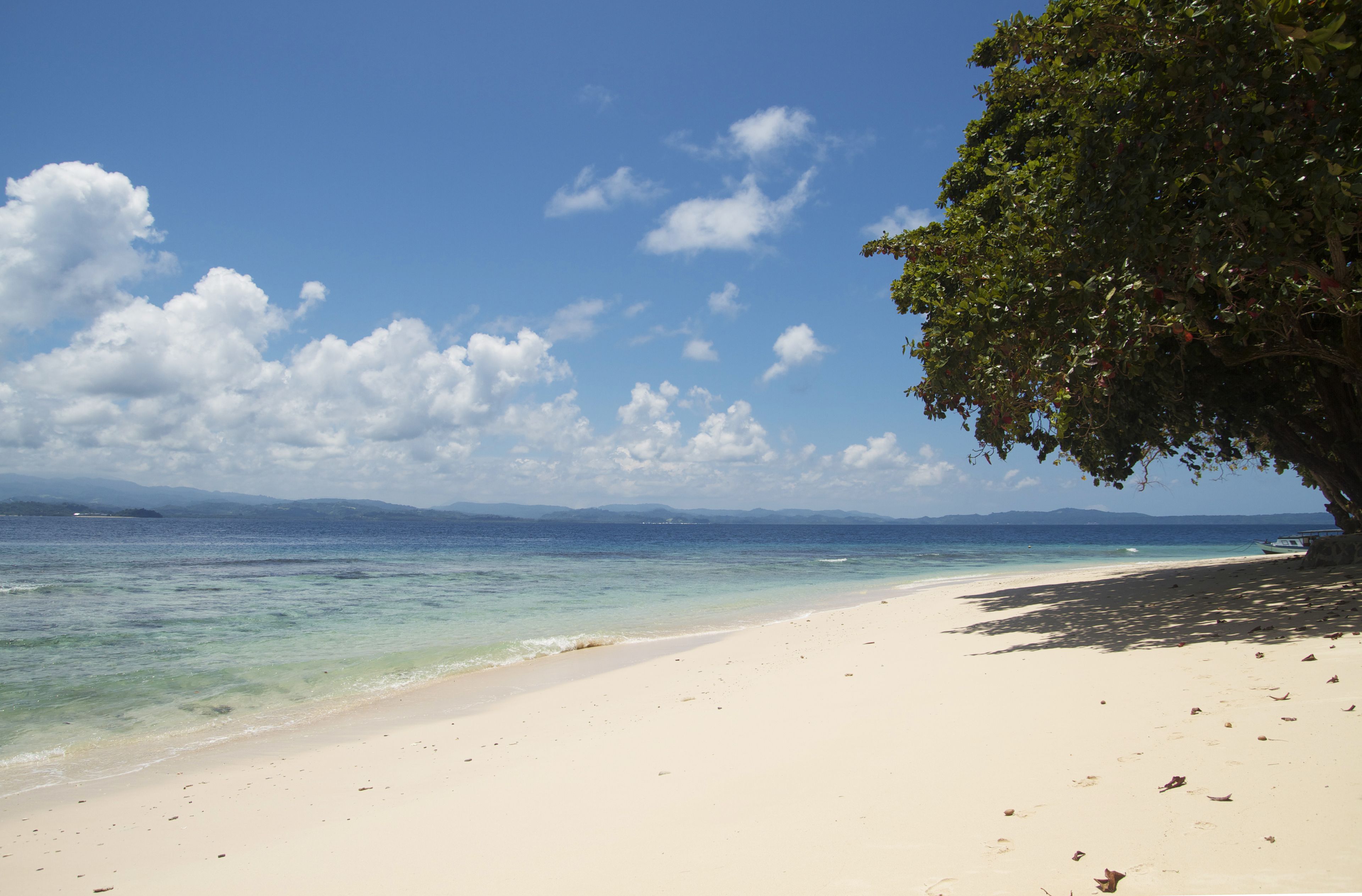 Una playa con agua turquesa cristalina, una orilla arenosa y un árbol grande que da sombra.