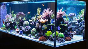 A large aquarium with various corals and fish.