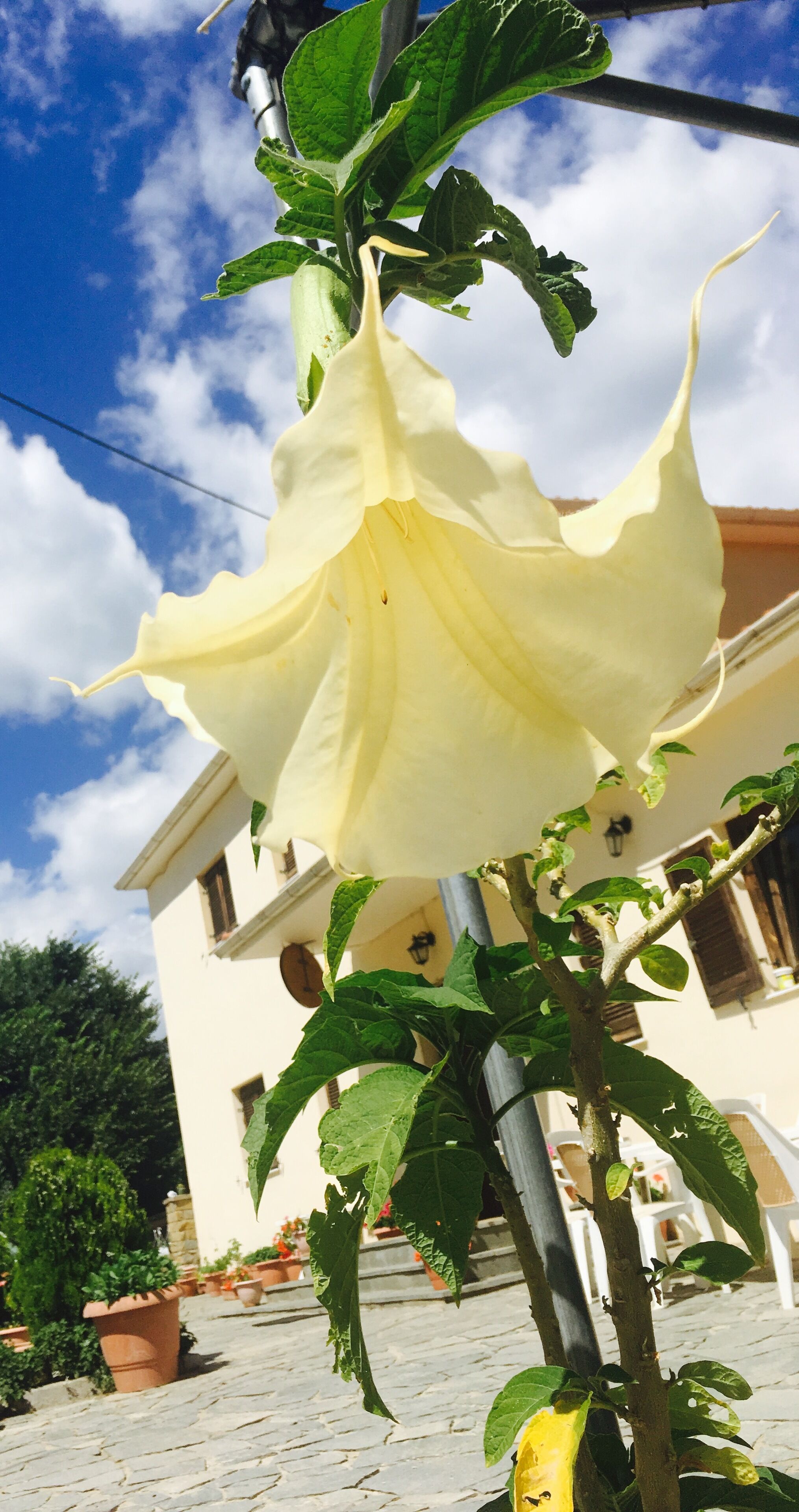Une fleur jaune, épanouie, se détache sur un ciel bleu clair, avec un bâtiment et des plantes en pot en arrière-plan.