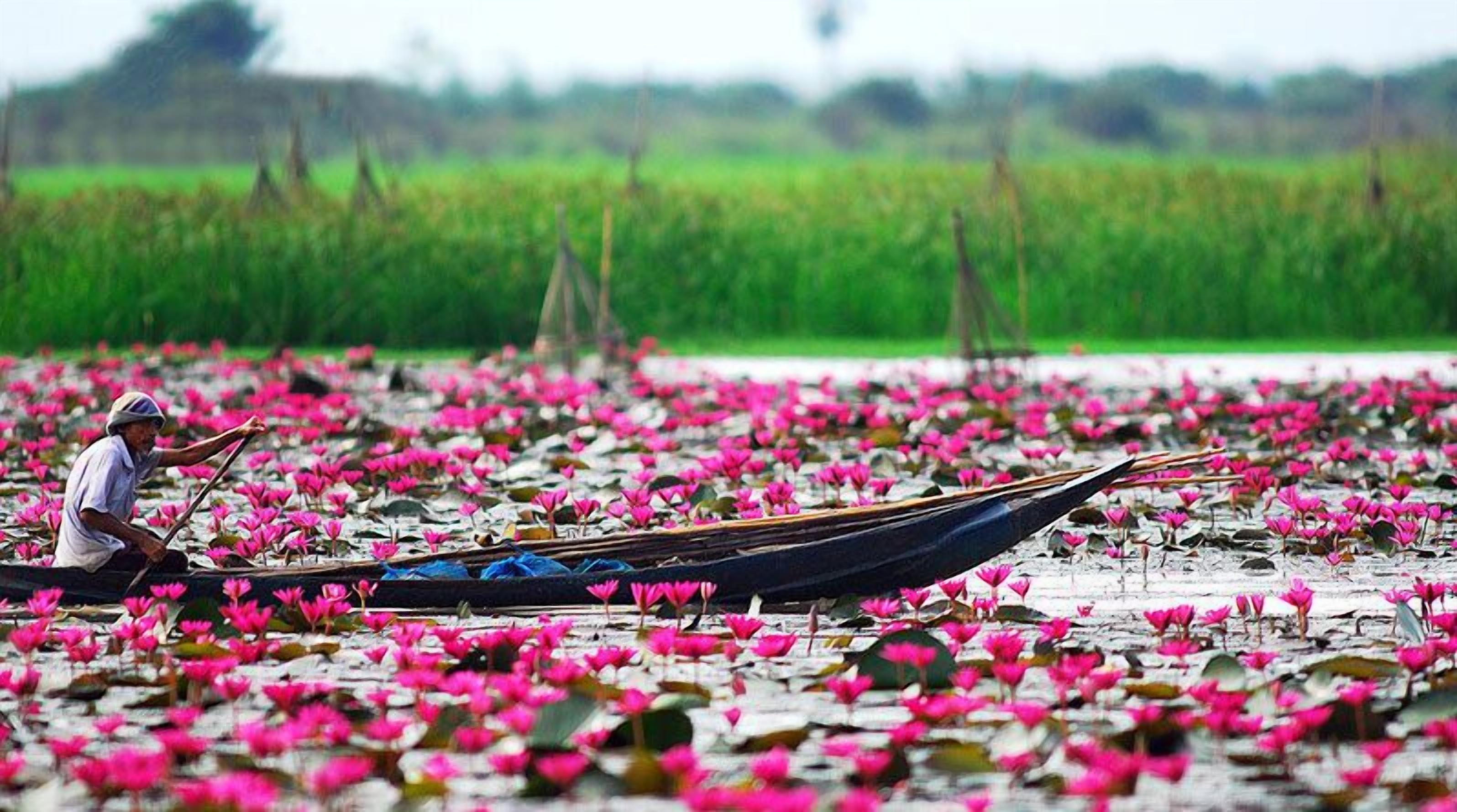 A person rowing a boat through a lotus flower-filled water body.