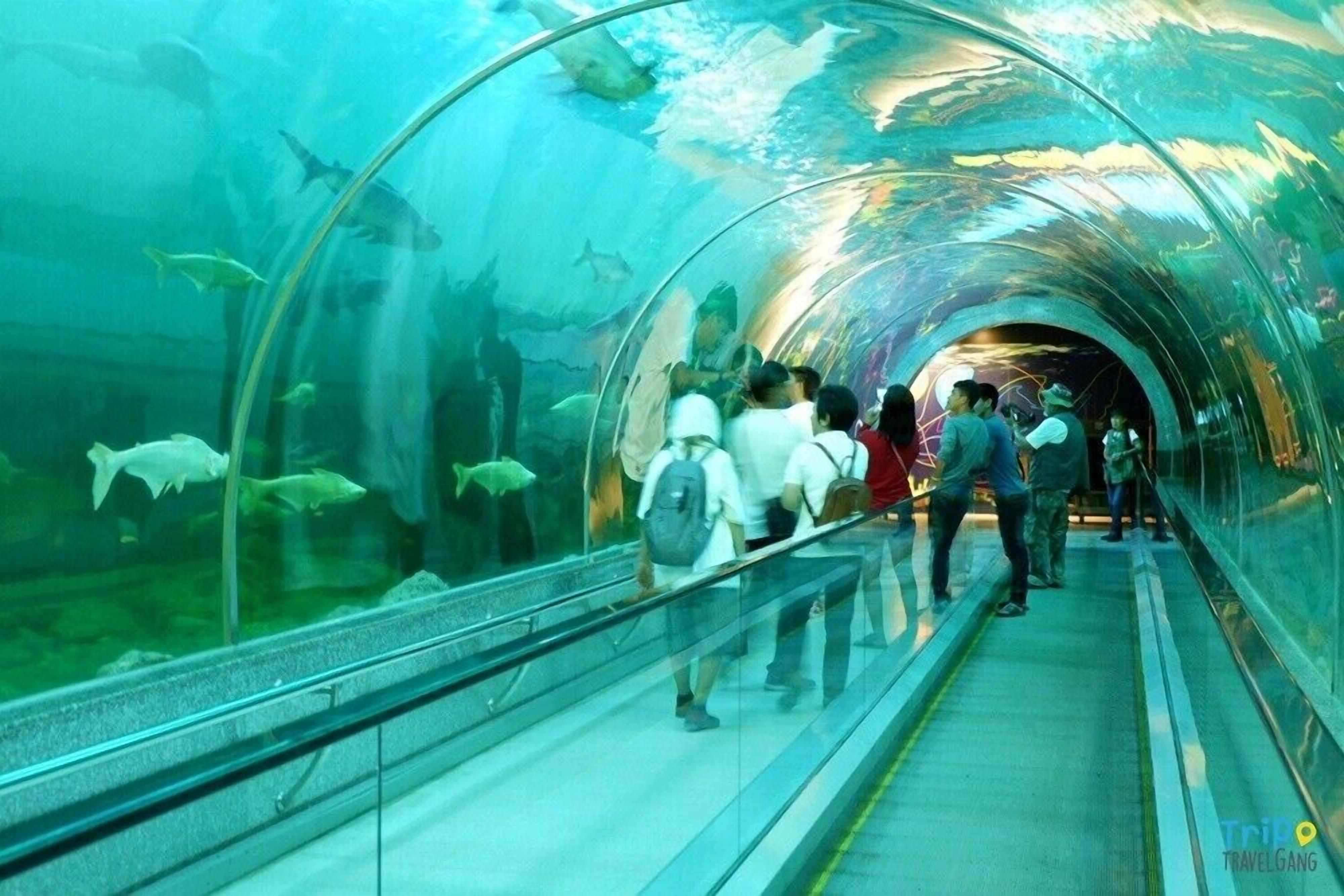 Un túnel submarino con paredes de vidrio que permite a los visitantes observar la vida marina.