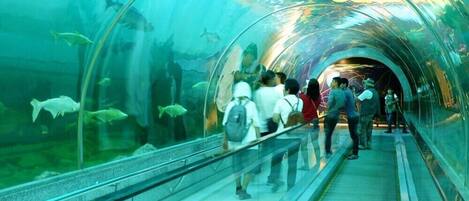 Un túnel submarino con paredes de vidrio que permite a los visitantes observar la vida marina.