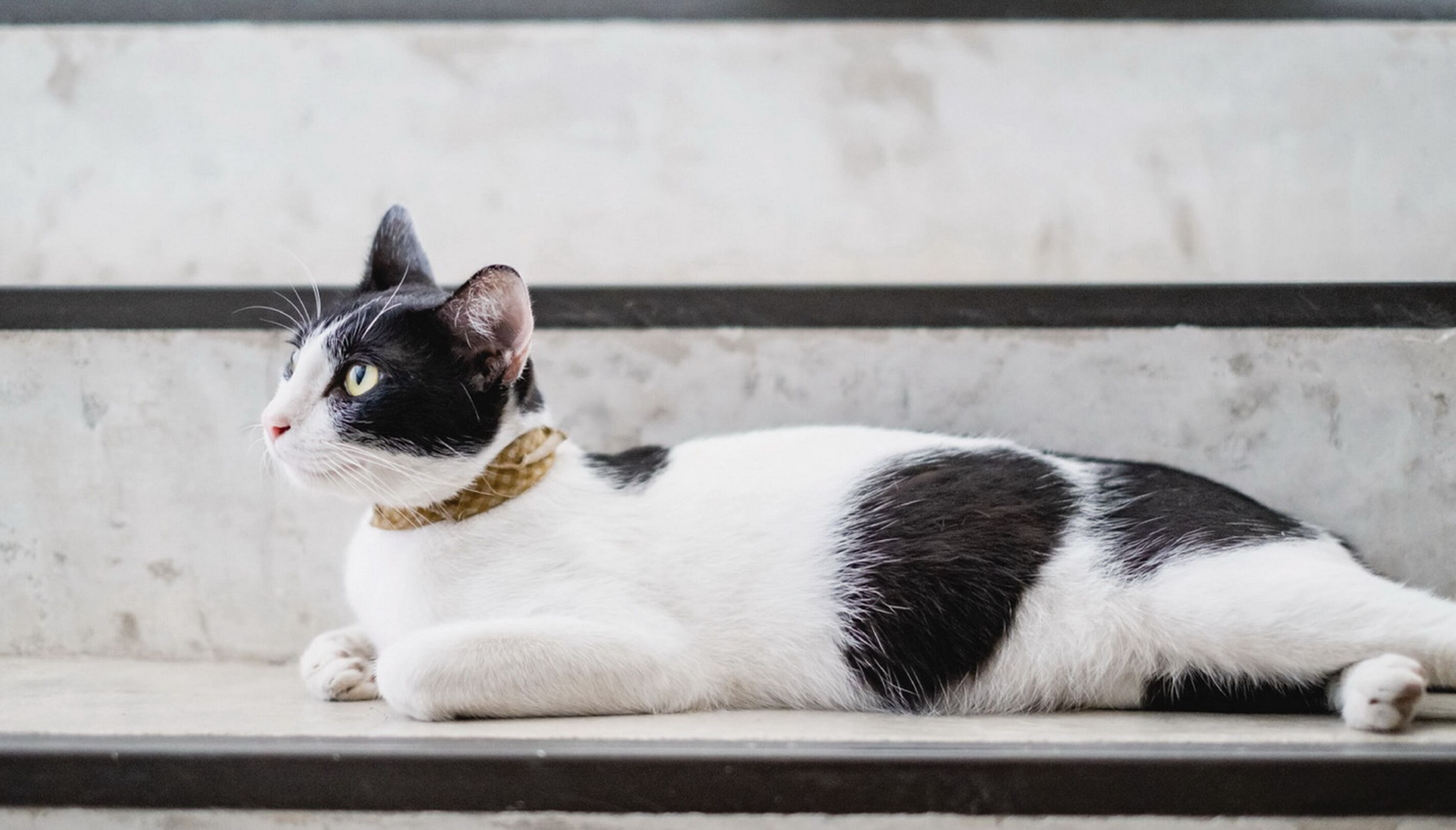 Un gato blanco y negro descansando en unos escalones.