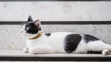 Un gato blanco y negro descansando en unos escalones.