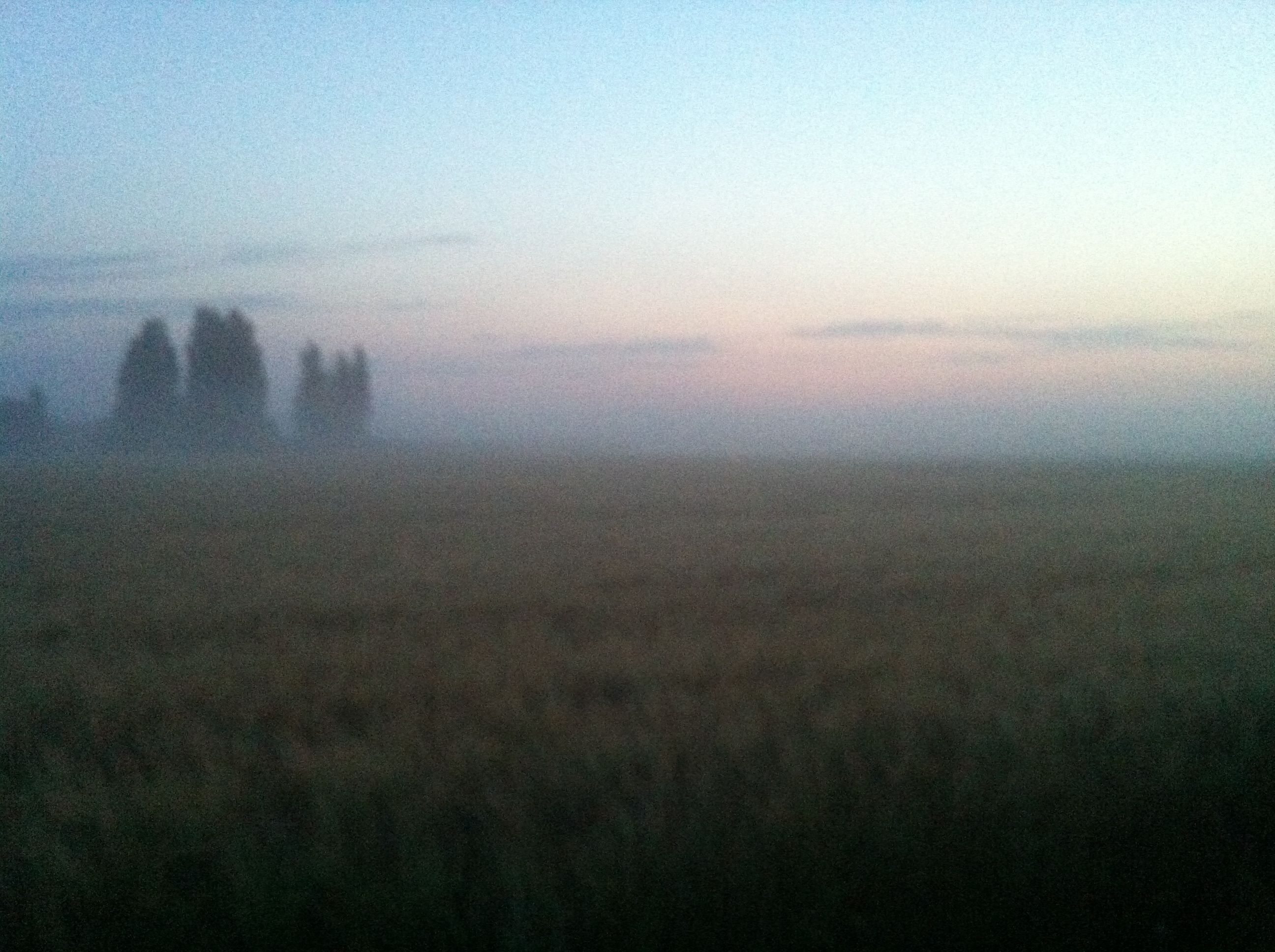 A field with a few trees in the distance.