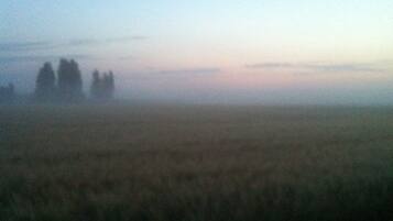 A field with a few trees in the distance.