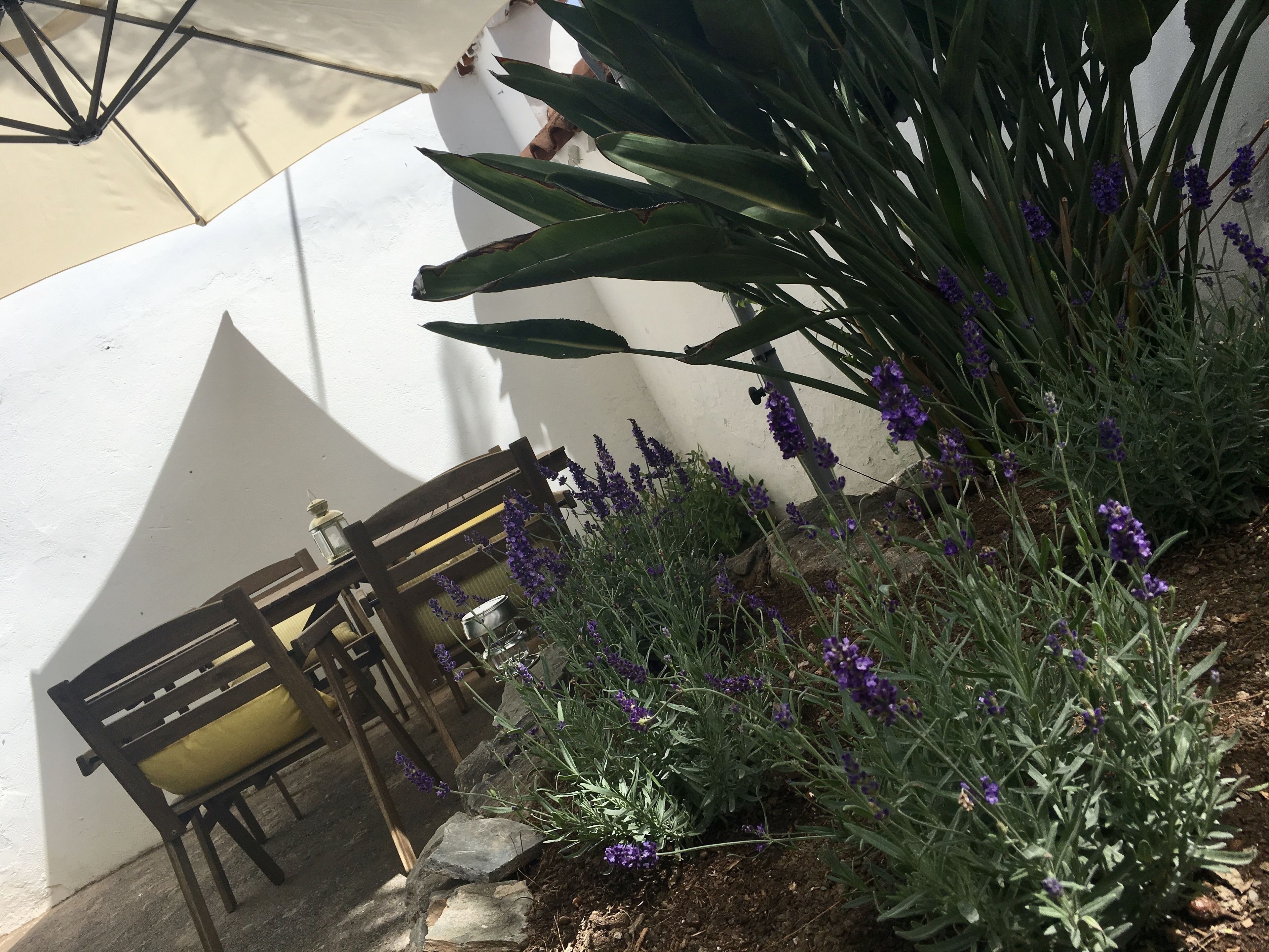 A patio area with a wooden bench, a potted plant with purple flowers, and a white wall.